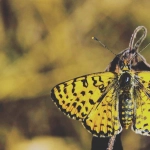 Коллекционные артефакты эпохи Дикого Запада и золотой лихорадки