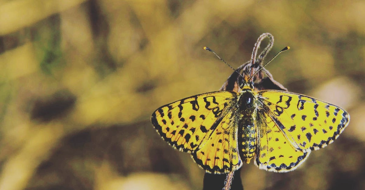 Коллекционные артефакты эпохи Дикого Запада и золотой лихорадки
